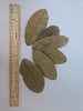 Dried Guava Leaves - 25 pack