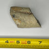 Edmontosaurus fossil fragment