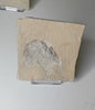 Carpopenaeus callirostris - Lebanese shrimp fossil #L-007