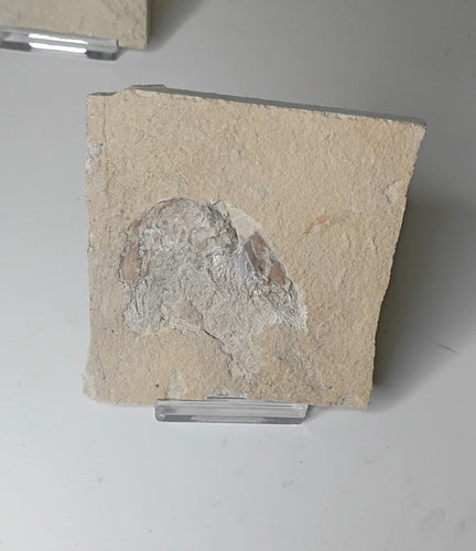 Carpopenaeus callirostris - Lebanese shrimp fossil #L-007
