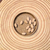 Olea Europaea 'Olive Tree' Seeds