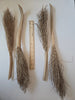 Date Palm Stalk
