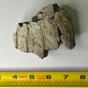 Edmontosaurus femur fragment