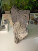 Camarasaurus vertebrate - Morrison formation