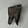 Equus sp. - Chinese Ice Age horse tooth fossil