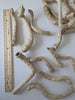 Dried Cabbage Roots