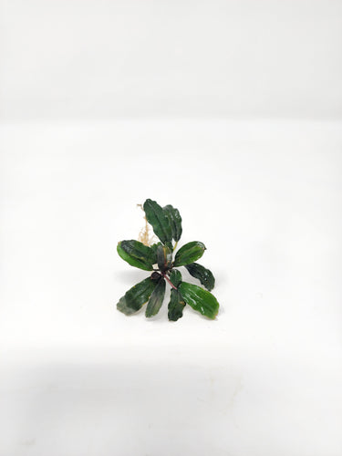 Bucephalandra Mix (Pack of 3)