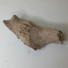 Alligator sp. - surangular jaw fossil