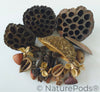Botanical Seed Pod Variety Pack - 33 Pieces