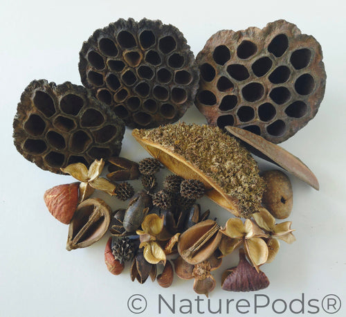 Botanical Seed Pod Variety Pack - 33 Pieces