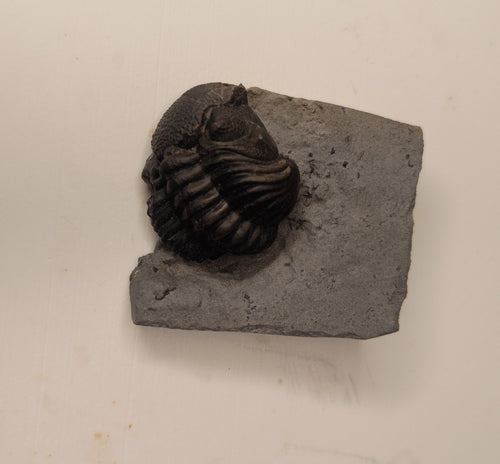 Eldredgeops milleri - Ohio trilobite