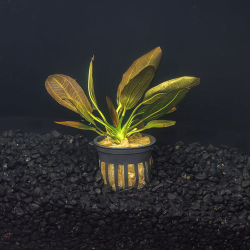 Echonodoris Osiris sword