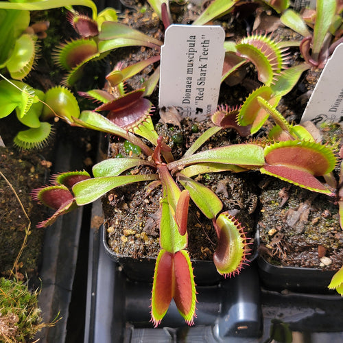 Venus flytrap (Dionaea muscipula) Red Shark Teeth