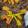 Venus flytrap (Dionaea muscipula) 'Wacky Traps'