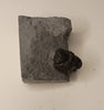 Eldredgeops milleri - Ohio trilobite