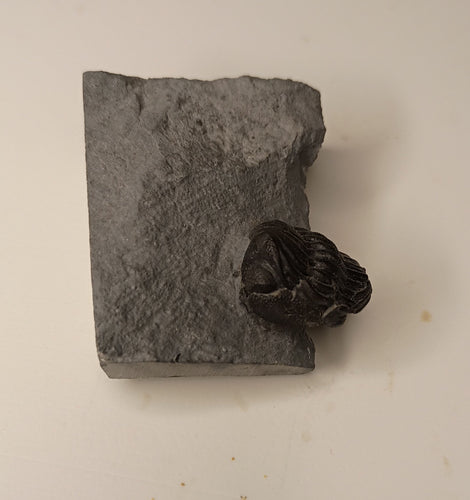 Eldredgeops milleri - Ohio trilobite