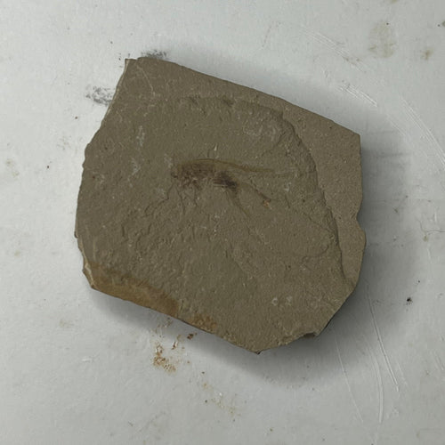 Pronemobius smithii - Colorado cricket fossil #i-001