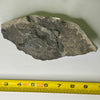 Camarasaurus femur fragment