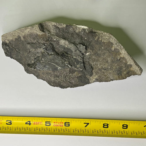 Camarasaurus femur fragment