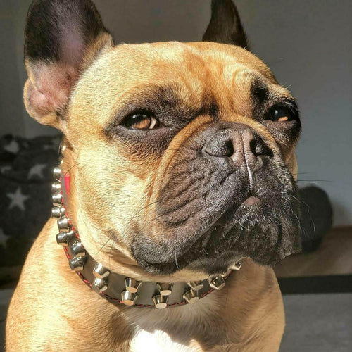 Rocky collar