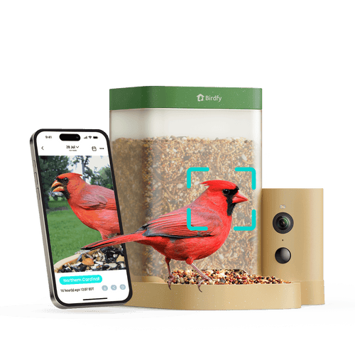 Birdfy Feeder Rookie - Beginner-Friendly Smart Bird Feeder Green