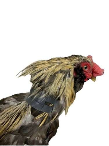 Rooster Saver Volume-Reducing Crow Collar (Made in USA)