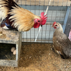 6 Rare Serama Bantam Hatching Eggs – World’s Smallest Chicken – Fertile & Freshly Collected