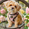 EcoBark Step In Dog Harness - XXXS to Small Breeds- Reflective Soft Mesh Harness for Teacup, Small Dogs and Puppies / French Floral