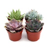 2 Succulent Variety Packs