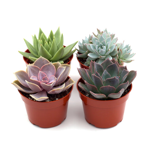 2 Succulent Variety Packs