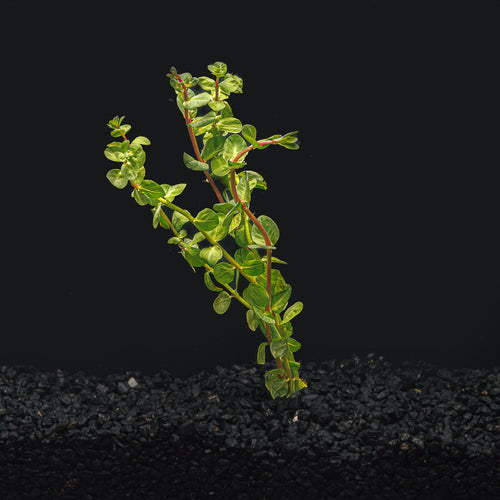 Rotala Macrandra Red