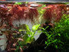Red Root Floater