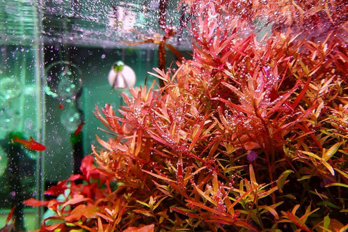 Rotala Rotundifolia Red (8 stems)