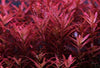 Rotala Rotundifolia Red (8 stems)