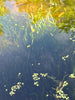 Corkscrew Vallisneria (Vallisneria Contortionist)