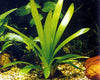 Broadleaf Sagittaria