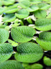 Water Spangles/Salvinia Minima