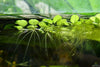 Water Spangles/Salvinia Minima