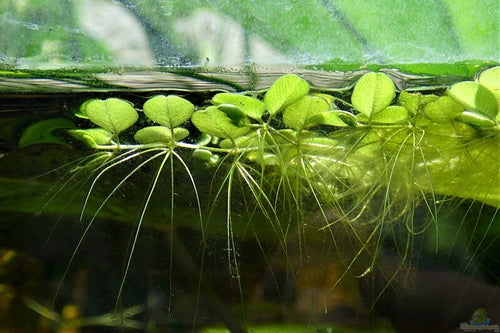 Water Spangles/Salvinia Minima