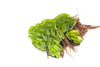 Salvinia Water Spangles