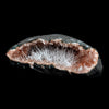 Scolecite Accular Sprays Inside Heulandite Geode Natural Mineral Specimen  # B 4901