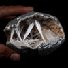 Scolecite Intergrown Sprays Inside Heulandite Geode Natural Mineral Specimen  # B 4791