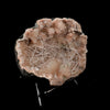 Scolecite Mesh Formation On Stilbite, Heulandite Natural Mineral Specimen  # B 5258