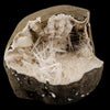 Scolecite Spray Inside Chalcedony Geode Natural Mineral Specimen # B 6142