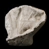 Scolecite Spray Inside MM Quartz Geode Natural Mineral Specimen # B 6315