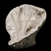 Scolecite Spray Inside MM Quartz Geode Natural Mineral Specimen # B 6315