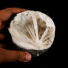 Scolecite Spray Inside MM Quartz Geode Natural Mineral Specimen # B 6324