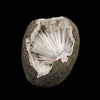Scolecite Spray Inside MM Quartz Geode Natural Mineral Specimen # B 6335