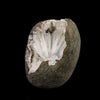 Scolecite Spray Inside MM Quartz Geode Natural Mineral Specimen # B 6335