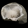 Scolecite Spray Inside MM Quartz Geode Natural Mineral Specimen # B 6565